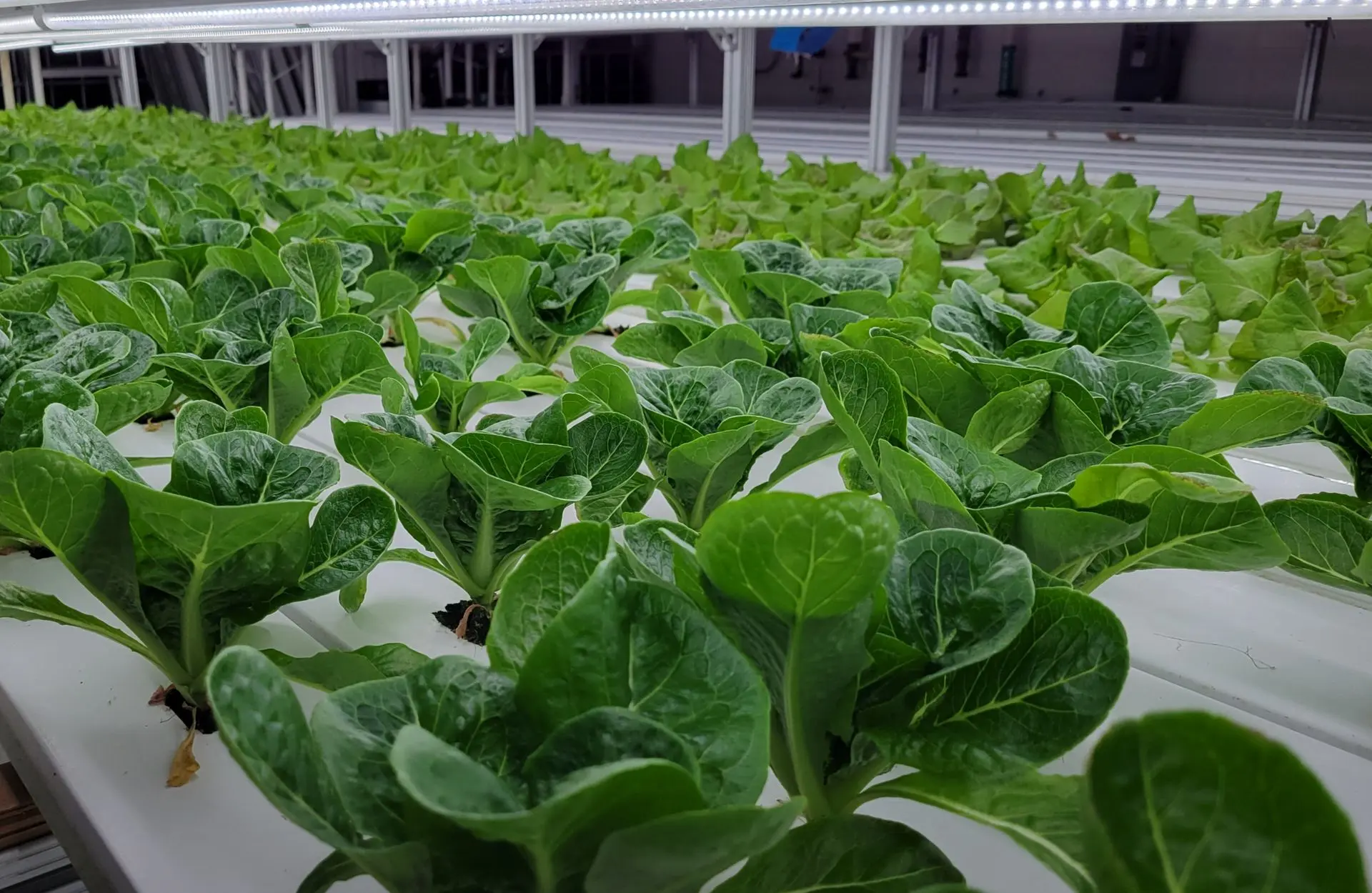 Hydroponically grown romaine lettuce growing in a nutrient film technique system.