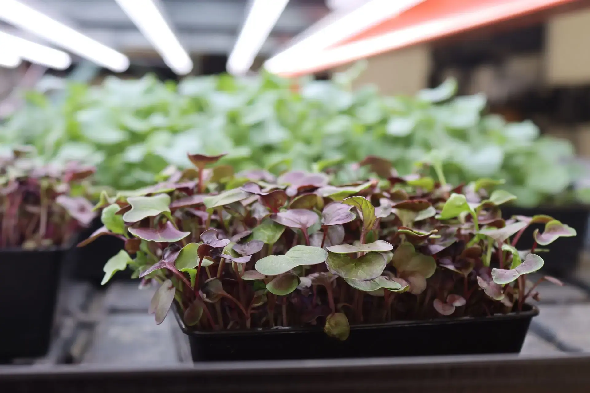 A tray of radish microgreens growing in a commercial ebb & flow hydroponics system
