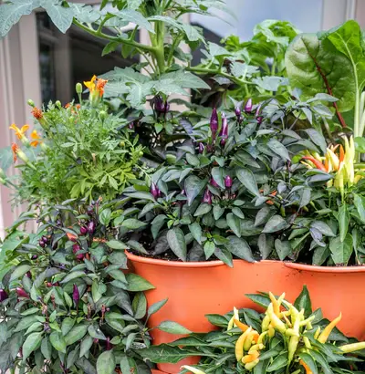 A garden tower full of fresh plants.