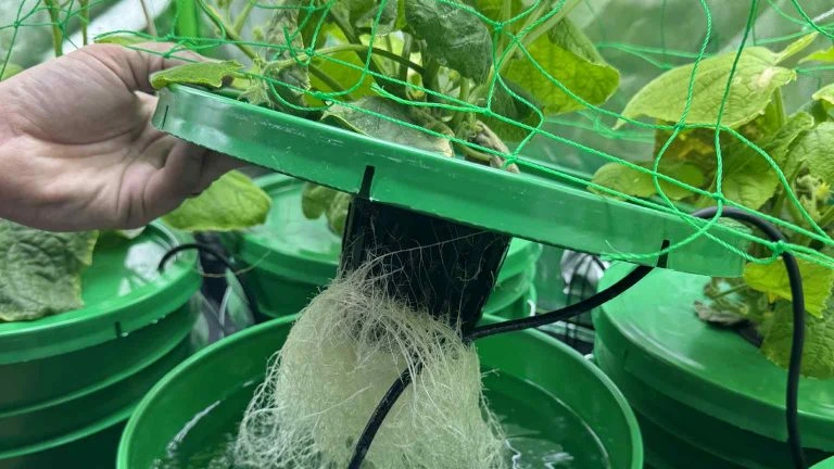 Roots of a plant in a deep water culture system